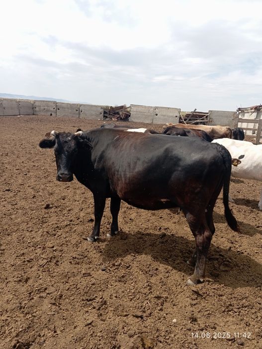Соғым семиз сиыр сатылады