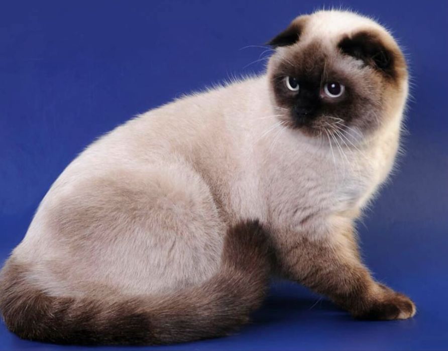 Котенок скоттиш фолд девочка