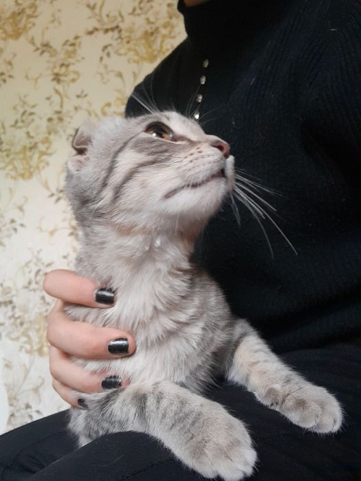 кошка молодая красивая