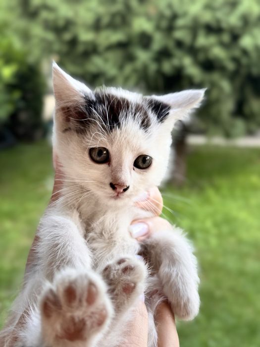котята ,отдадим в хорошие руки