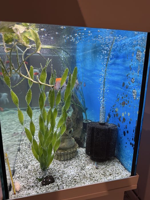 Acvariu 240L JUWEL cu stand si pesti