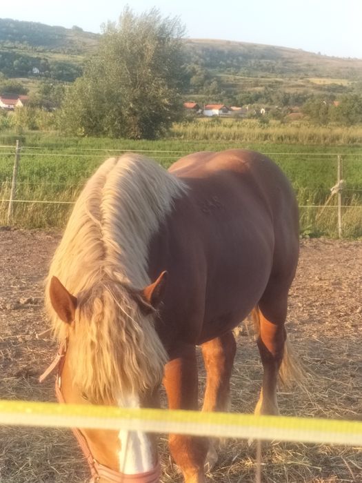 Armăsar de vânzare