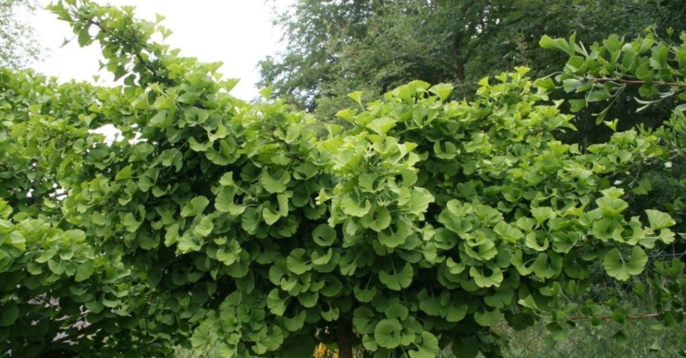 Ginko-biloba Mariken