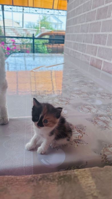 Котята отдам бесплатно