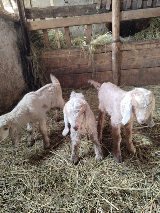 Vând Capre și iezi