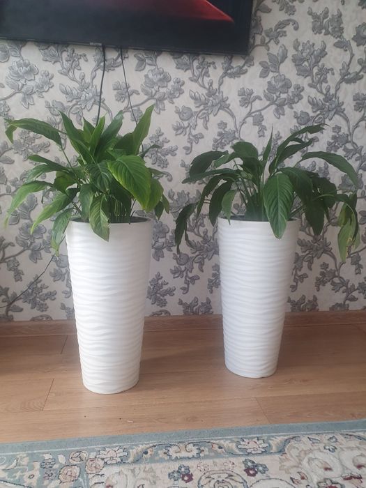 Свитй  домашнй,,,