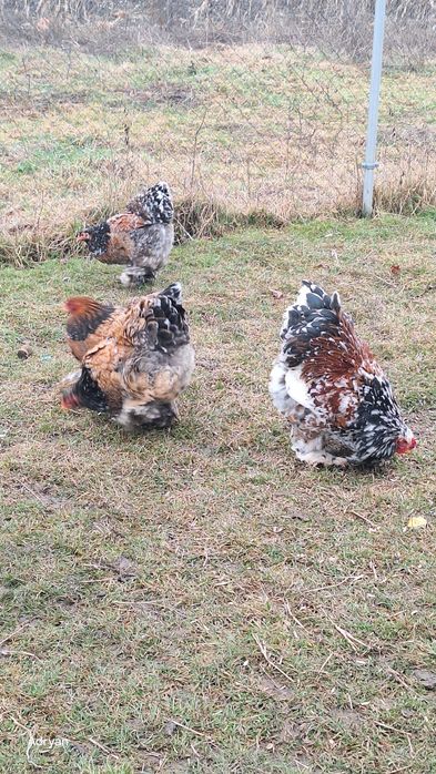 Oua australop albastru