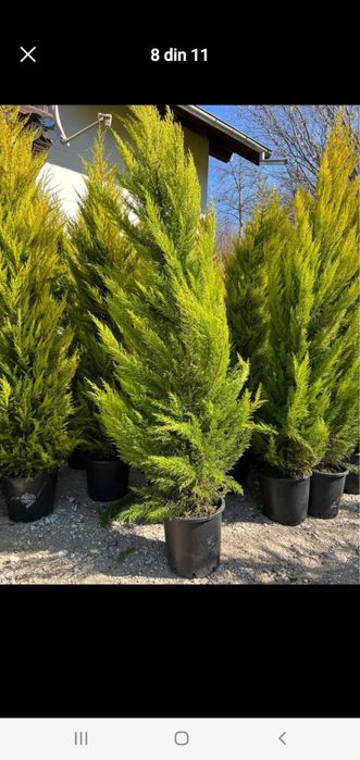 Plante Ornamentale