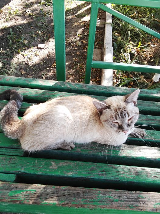 Одам кота в добрые руки