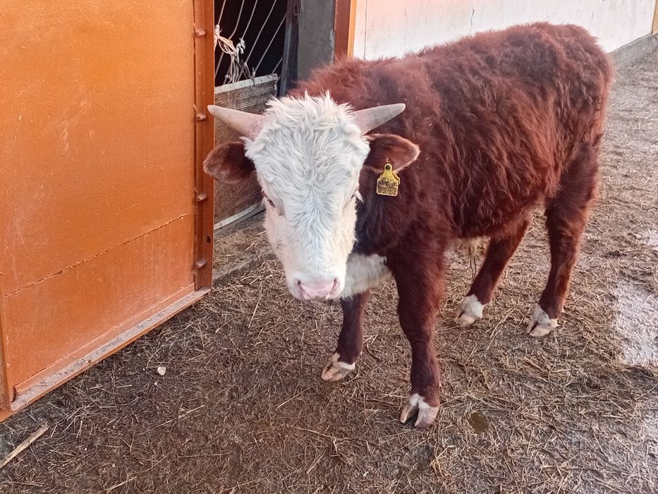 Бұқа сатылад,550000