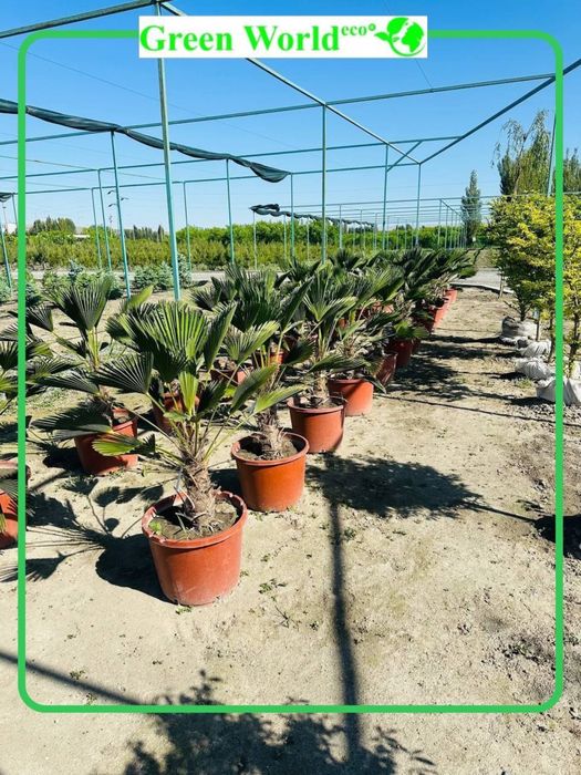 Trachycarpus Wagnerianus