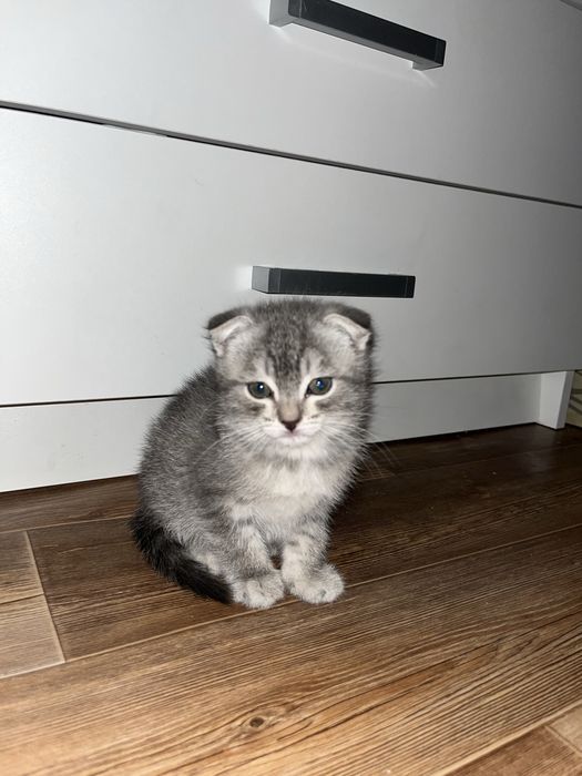 Пррдается котенок