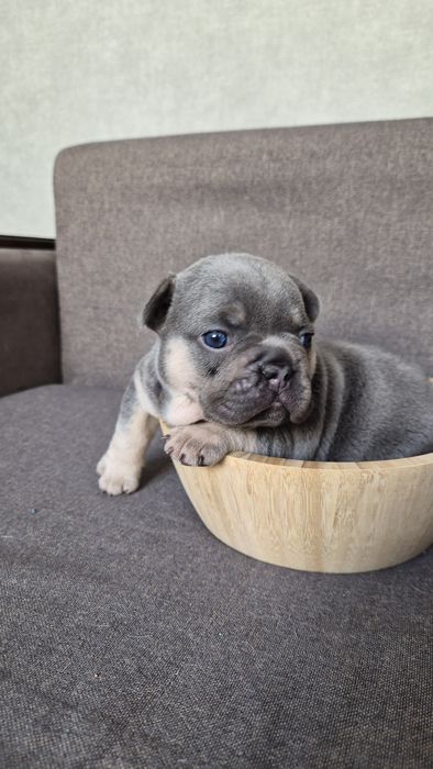 Продам французские бульдожки