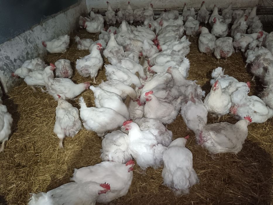 Găini albe de carne 4-4,5 kg