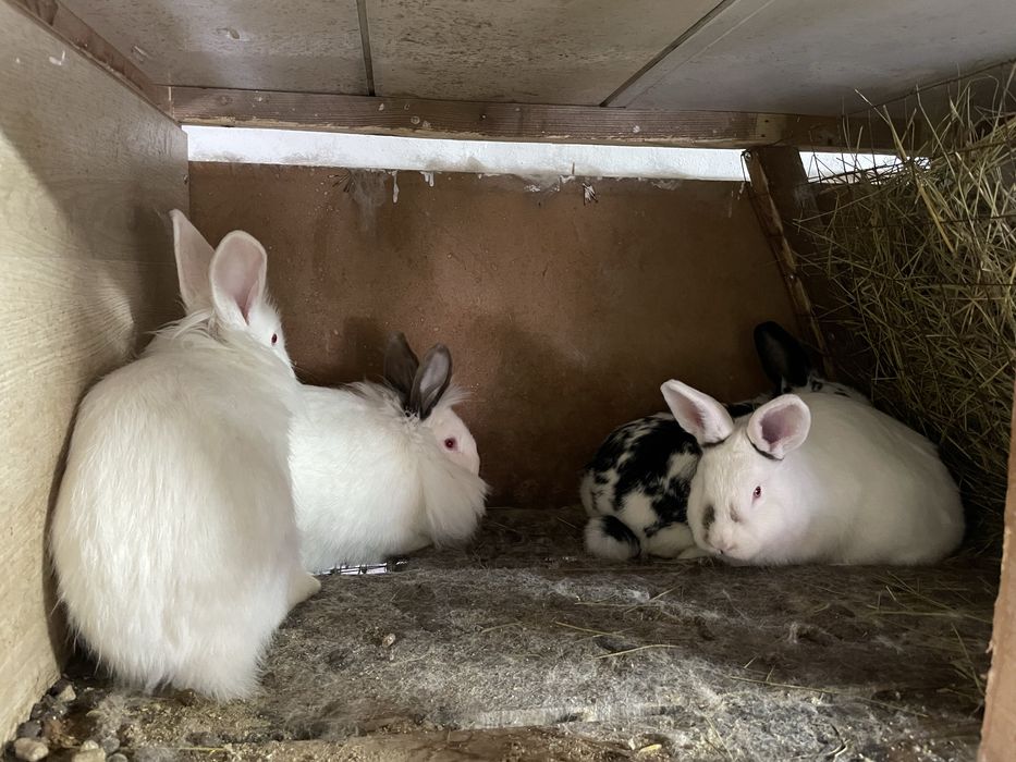 Продам кроликоков