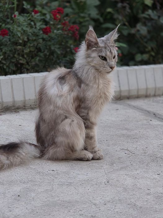 Котята Мейн-кун из питомника