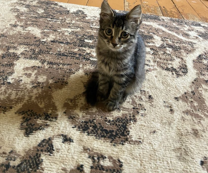 Отдам котят в добрые руки