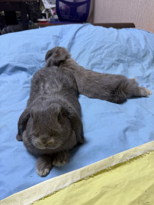 Декоративные Кролики