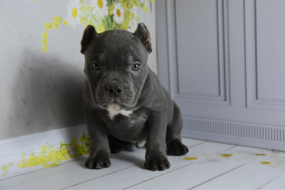 Американская булли