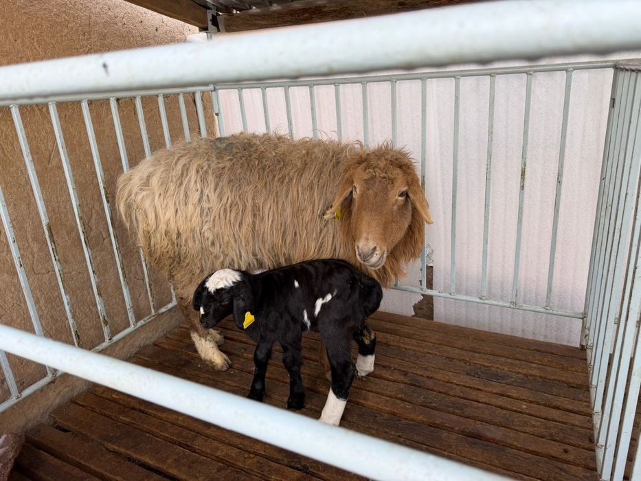 Продаётся бараны