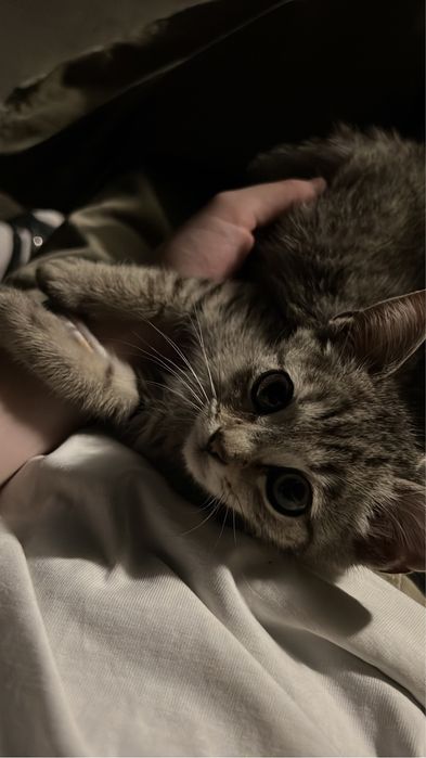 Отдаем котенка,бесплатно
