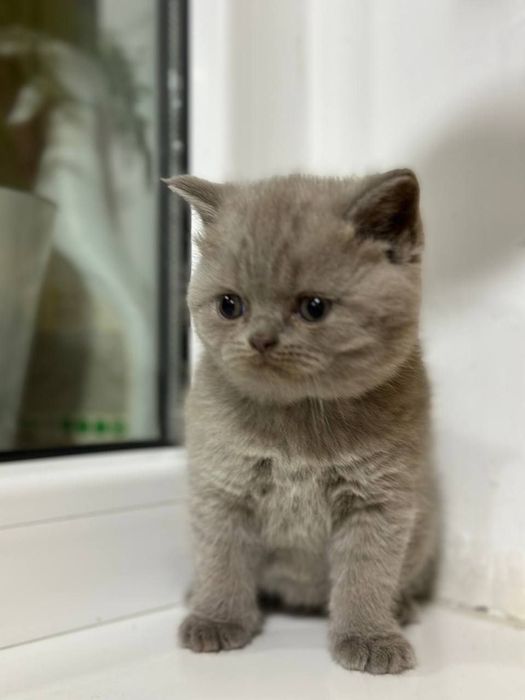 ВЯЗКА британские кот лиливые цветь