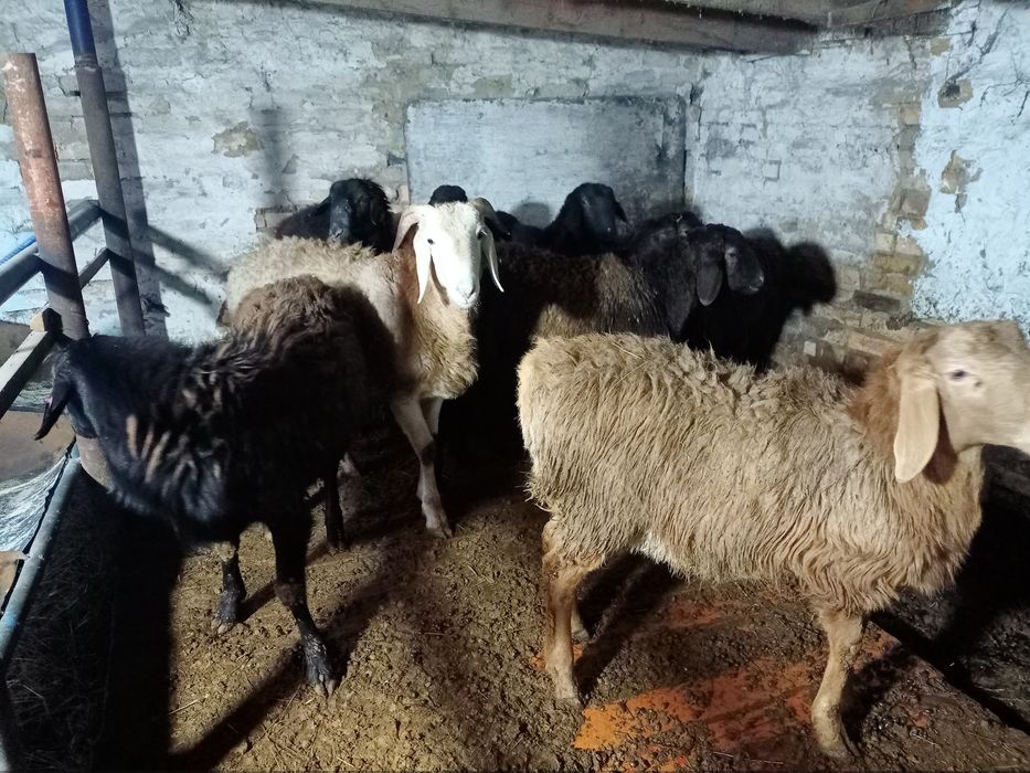 Кошкарлар сатылады