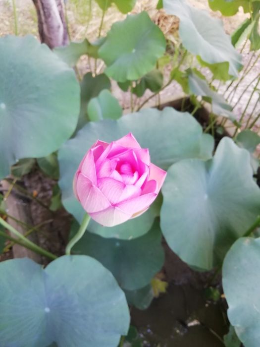 Водяные Цветы лилии и Лотосы