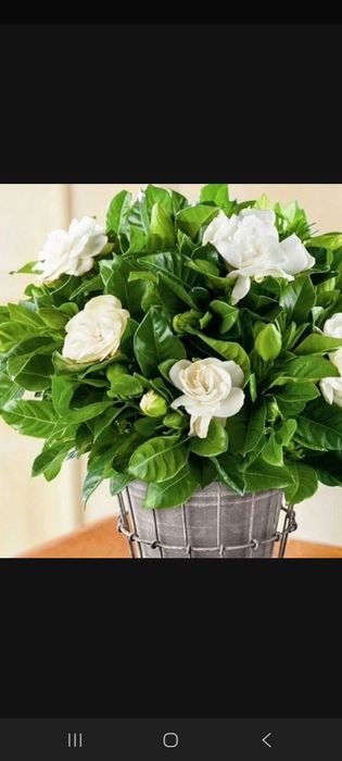 Растения, цветы,саженцы