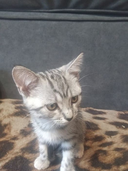 Отдам милый ,умных котят.