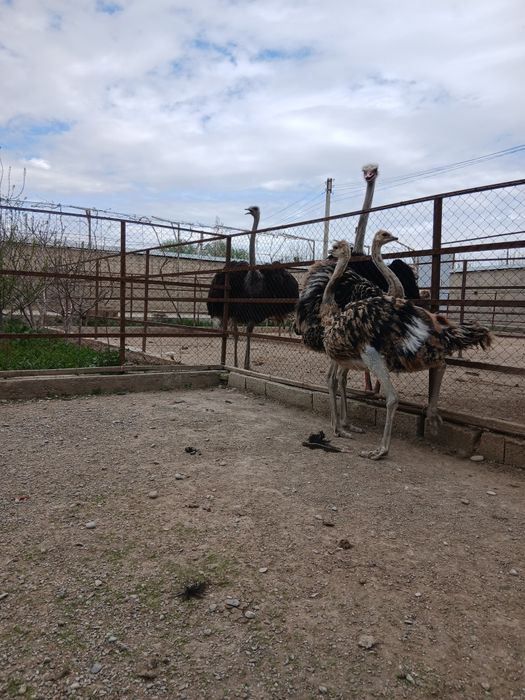 Страусы. Туякуш жужалари