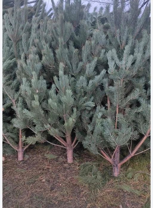 Продажа новогодние  ёлки