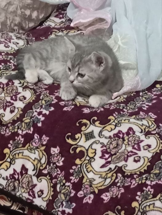 Отдам кошек в хорошие руки