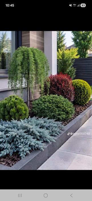 Amenajez spați verzi plante ornamentale mesteacăn tei