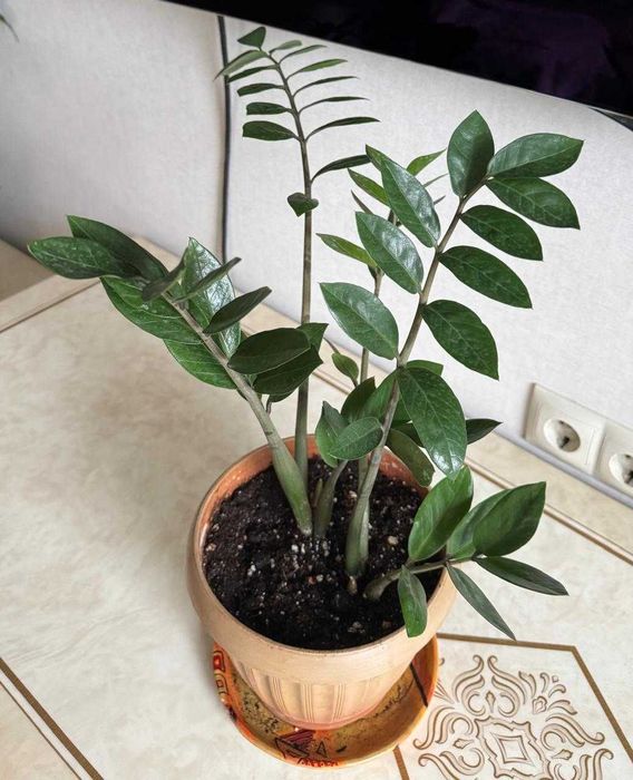 Комнатные цветы: Долларовое дерево, Хатиора