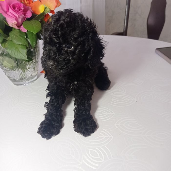 Продам щенка пудель.