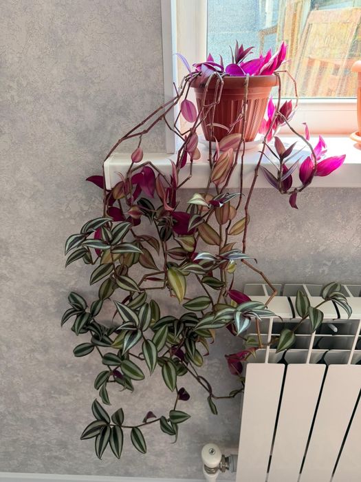 Продаю комнатные цветы.