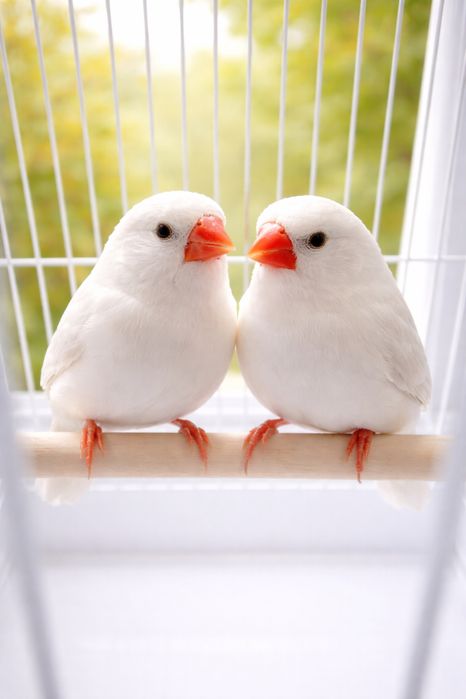 Продам пара попугаев с клеткой