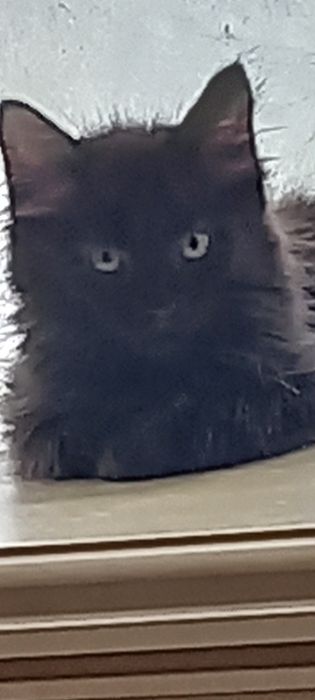 Котята мейнкун плюс камышовая