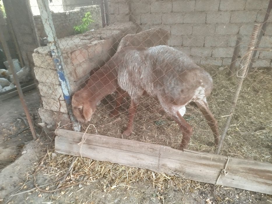 Продаются бараны
