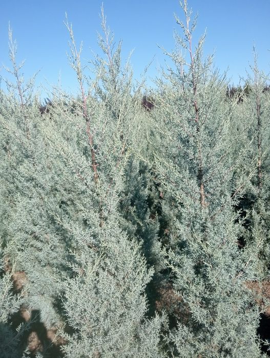 Planta Rilaindi plantat