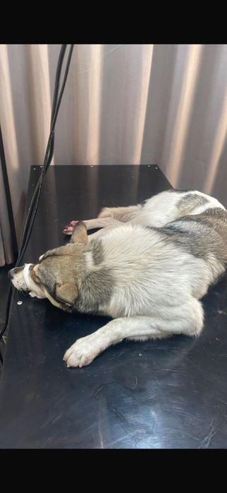 Пёс в добрые руки