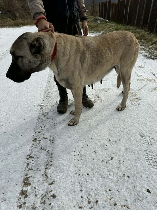 Vând cățea de Kangal Coban Kopegi are și (pedigree) (carnet de sănătat