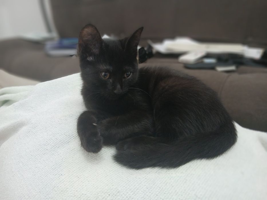 Котенок в добрые руки