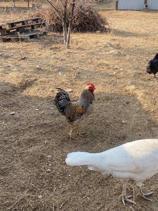 Қораздар сатыладв