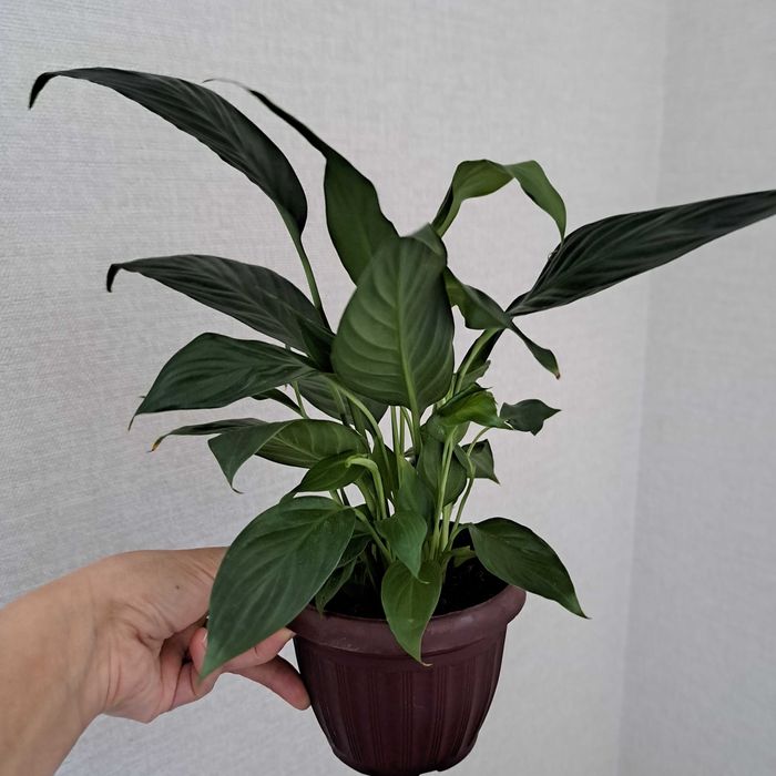 Спатифилиум женская счастье