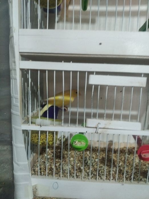 Канарейки 150000 тысяч