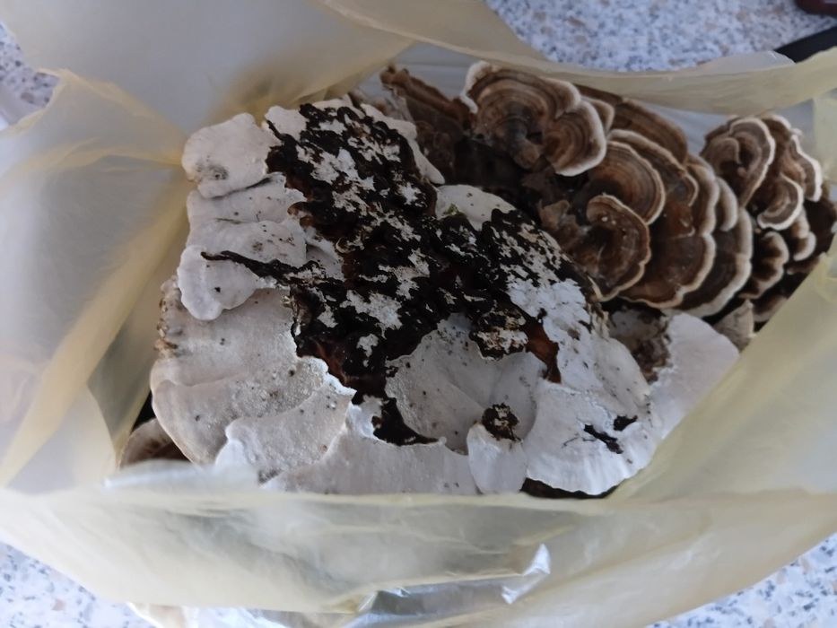 Coada curcanului cruda 1 kg pentru paradontoza