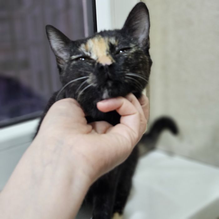 Нейти ищет любящий дом! Ташкент!