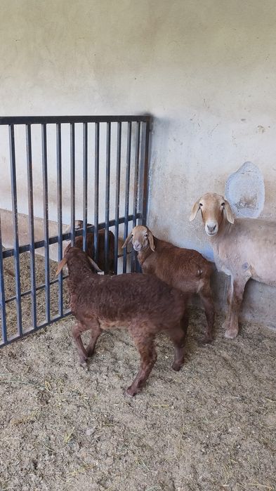 Қозылы қой сатылады